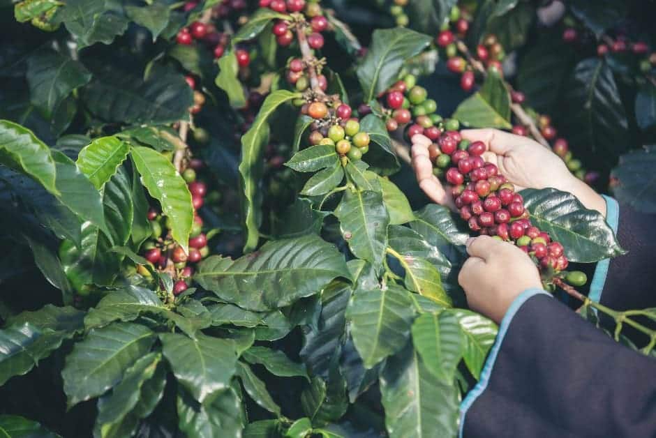 beneficios del cafe arabica planta cafeto con unas manos cafes el criollo zaragoza