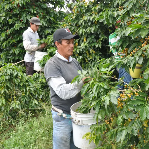 de donde sale el cafe mas caro del mundo​