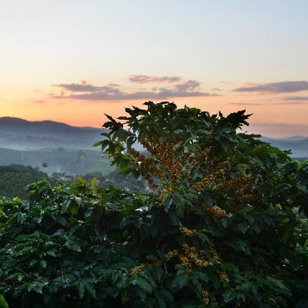 de donde sale el cafe