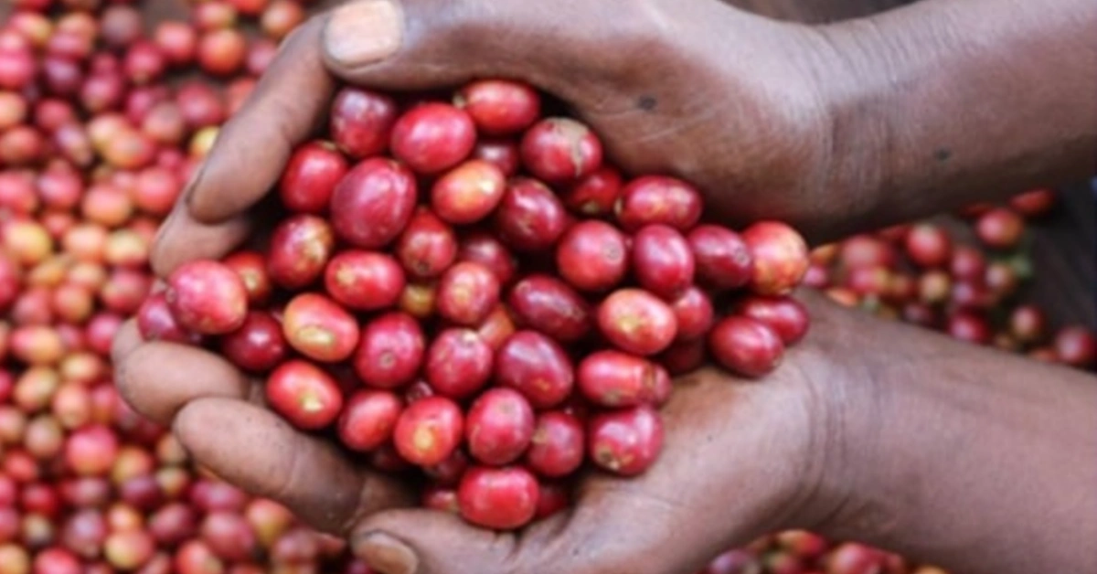 el cafe de donde sale