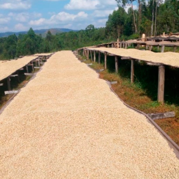 café en grano de especialidad café en grano de especialidad