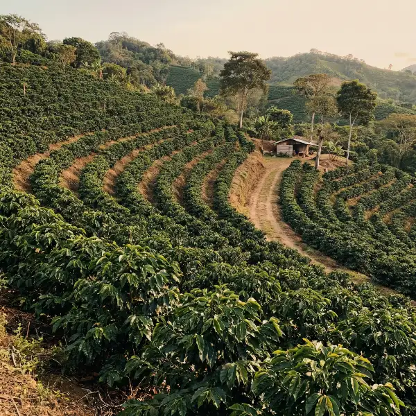 finca cafe de especialidad finca cafe de especialidad