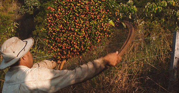 suscripcion de cafe natural