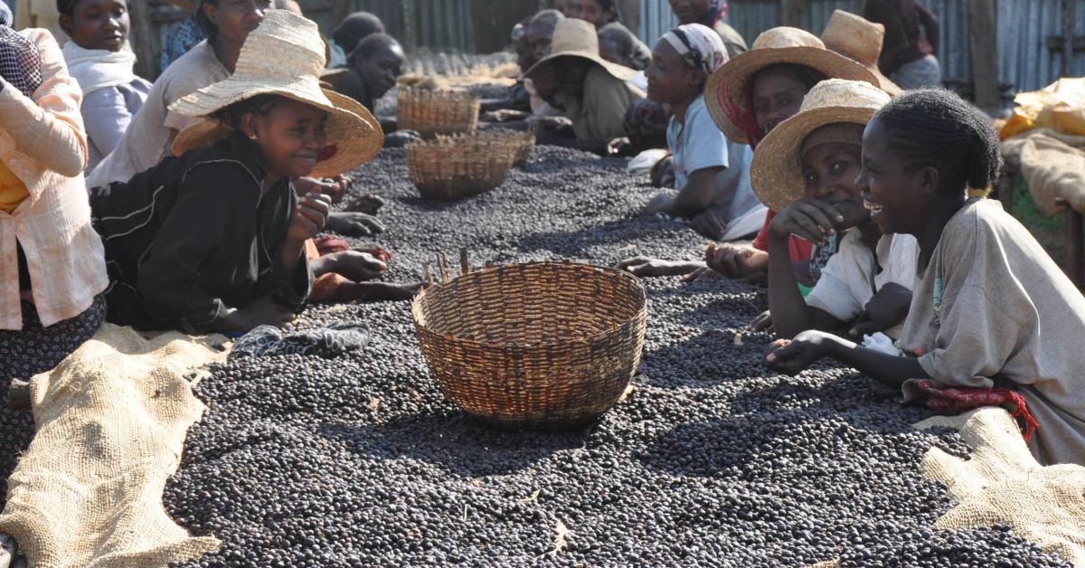 trazabilidad del cafe