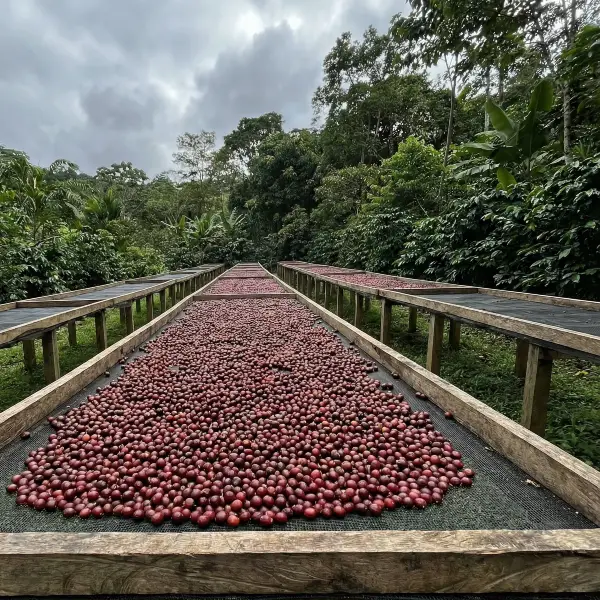 granos seleccionados granos seleccionados